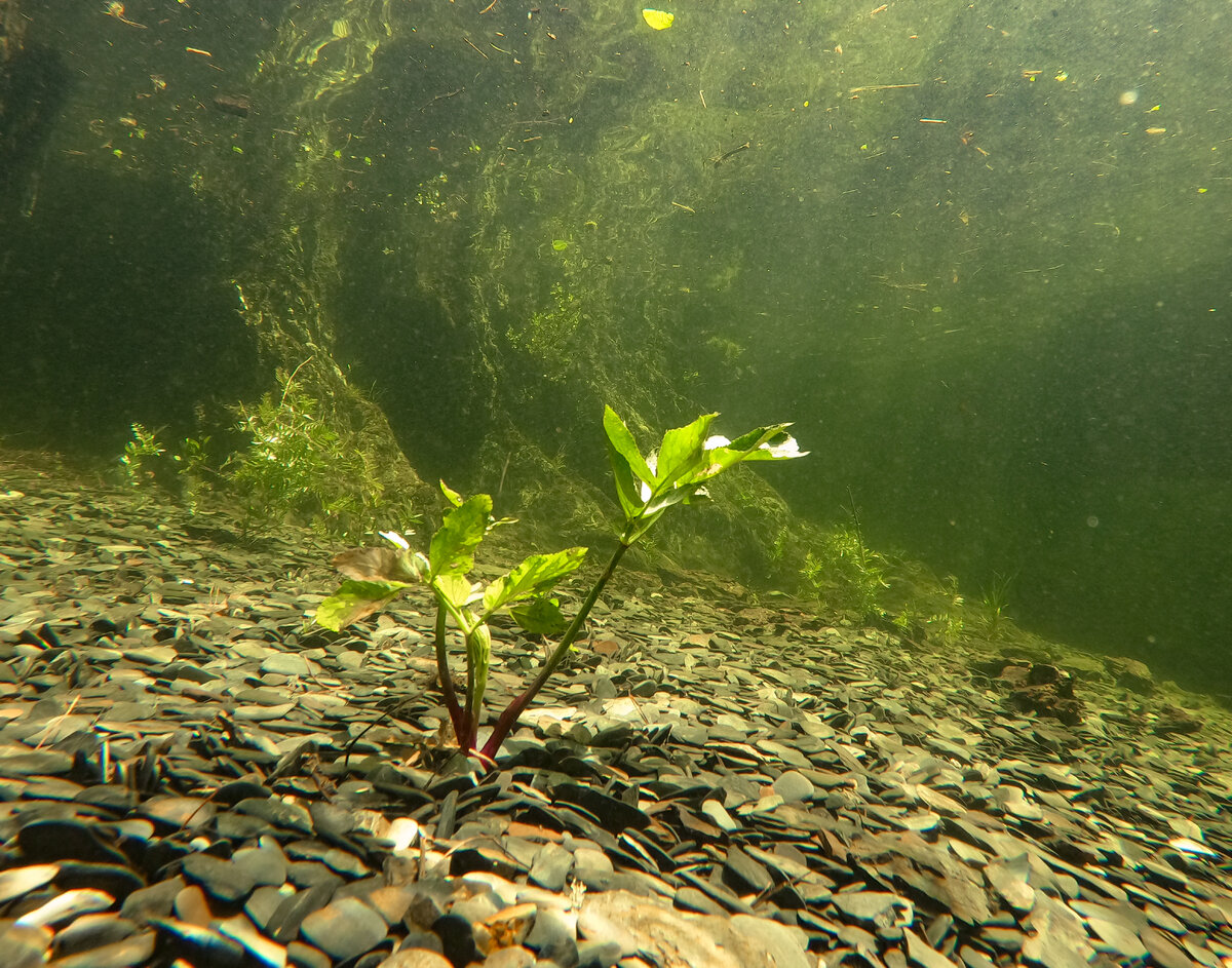 Прозрачность до прихода мутной воды