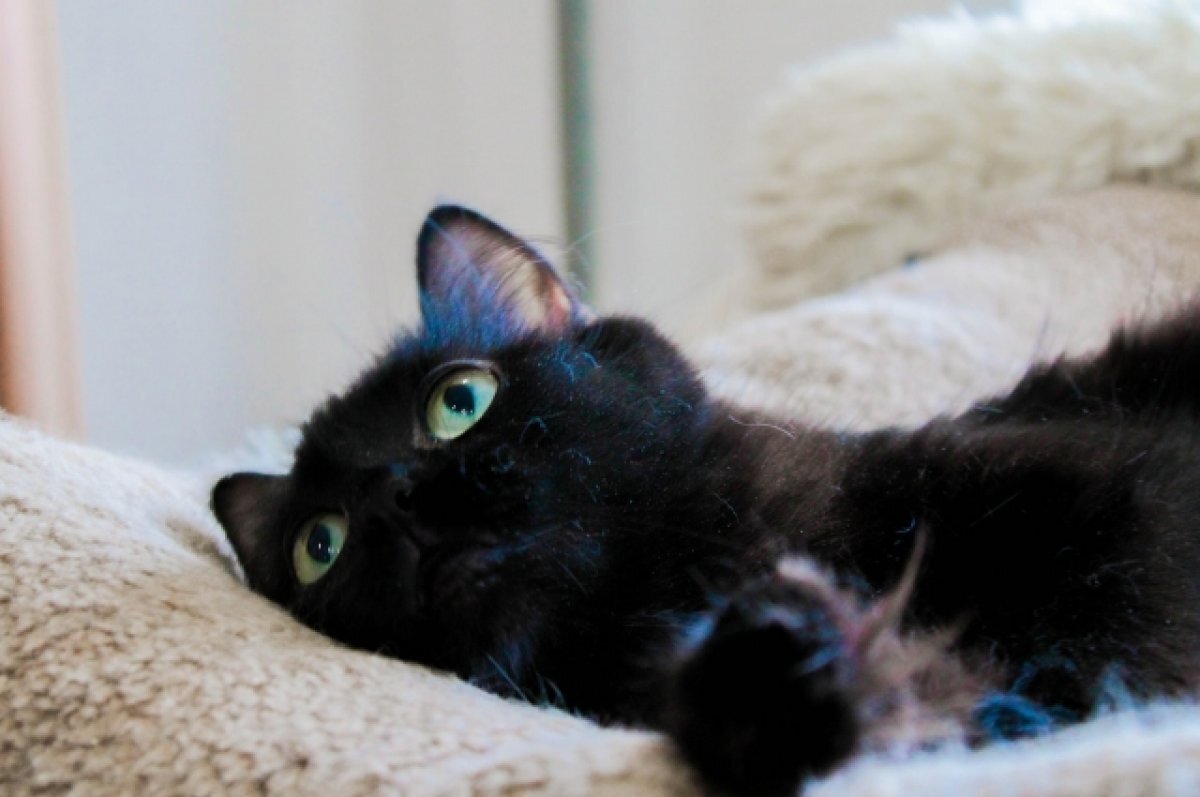    В Госдуме предложили создать единый реестр домашних животных