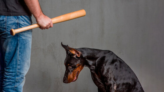    Бурматов уточнил детали нового закона об обращении с животными Ирина Петрова