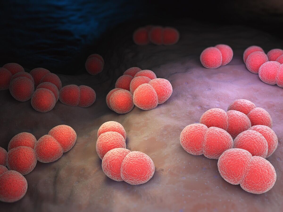    Бактерии Neisseria meningitidis© iStock.com / iLexx