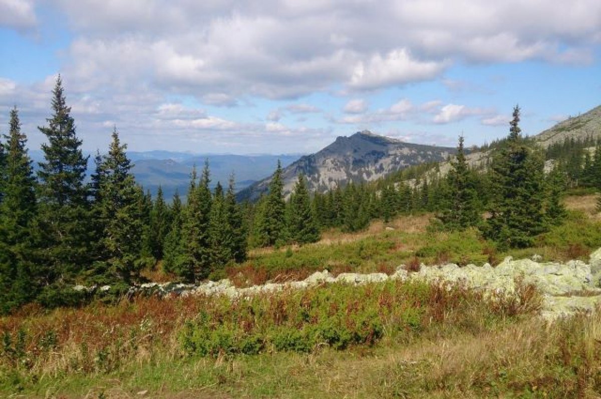    В глушь к бурым медведям.