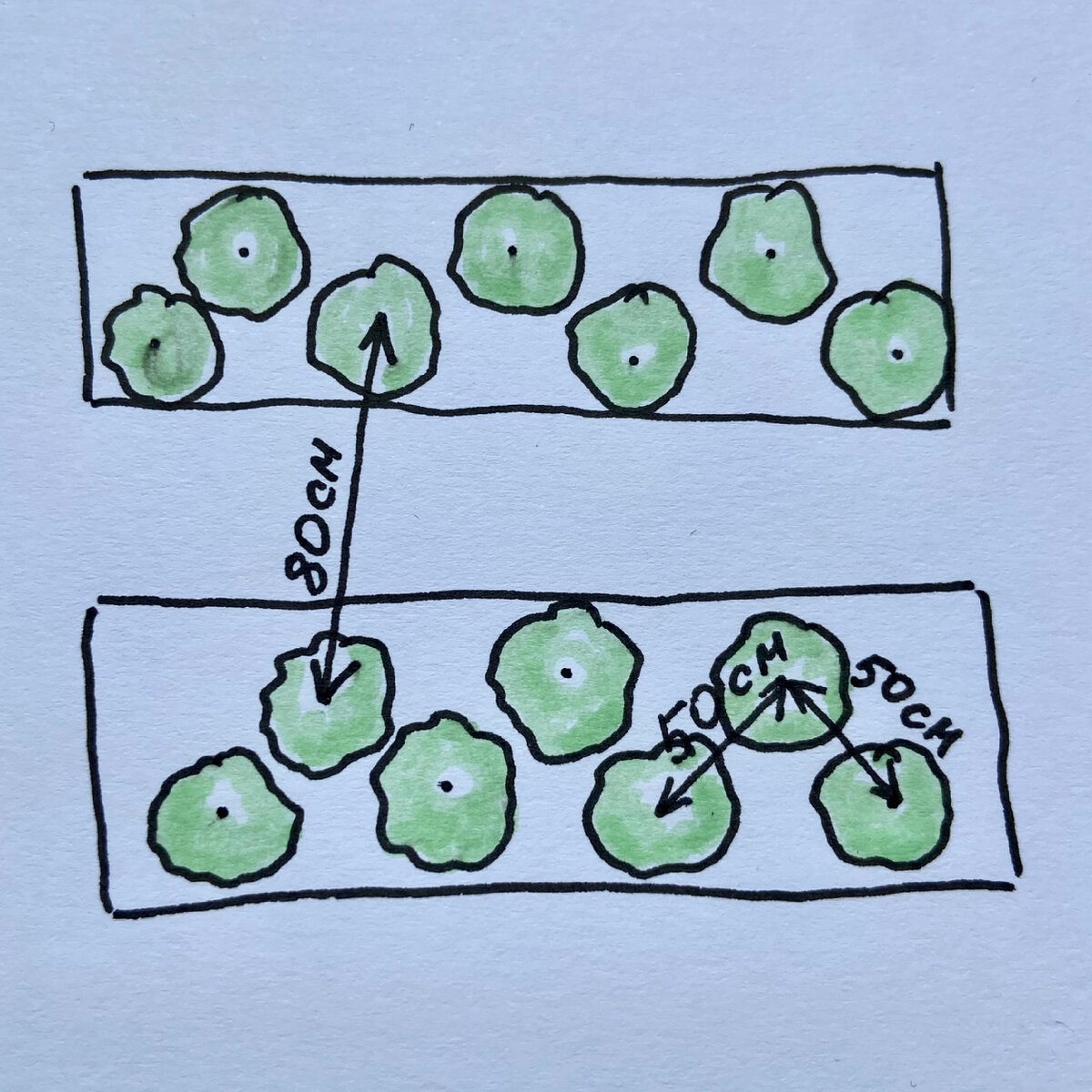 Прямоугольный розарий