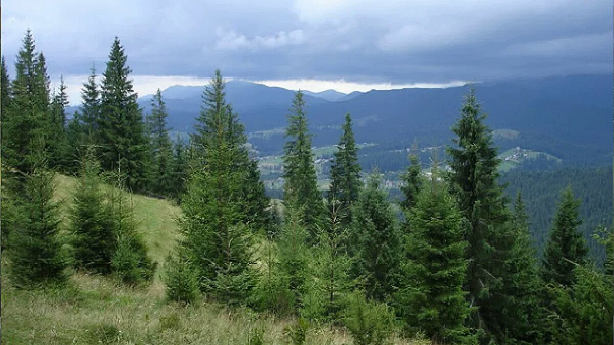 Картинка взята в интернете