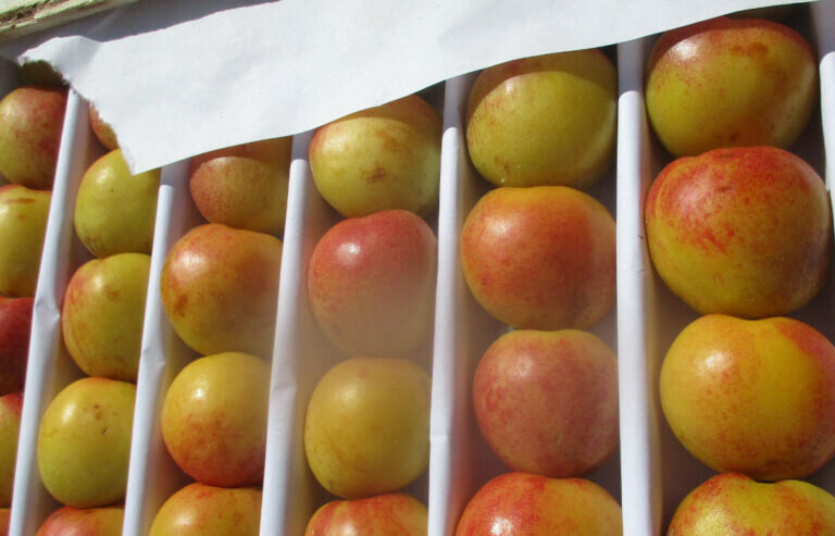    В Оренбуржье в завезенных из Узбекистана нектаринах обнаружен червец Комстока Кристина Просвиркина