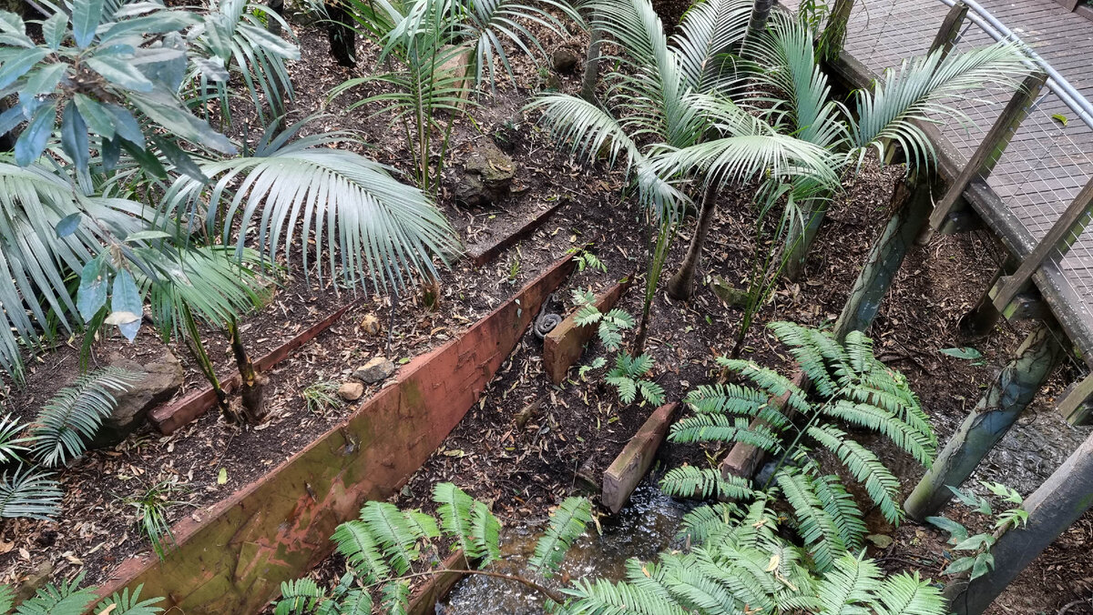В самом центре города, в парке Рома Стрит, вид с мостика. Ничего не замечаете странного?