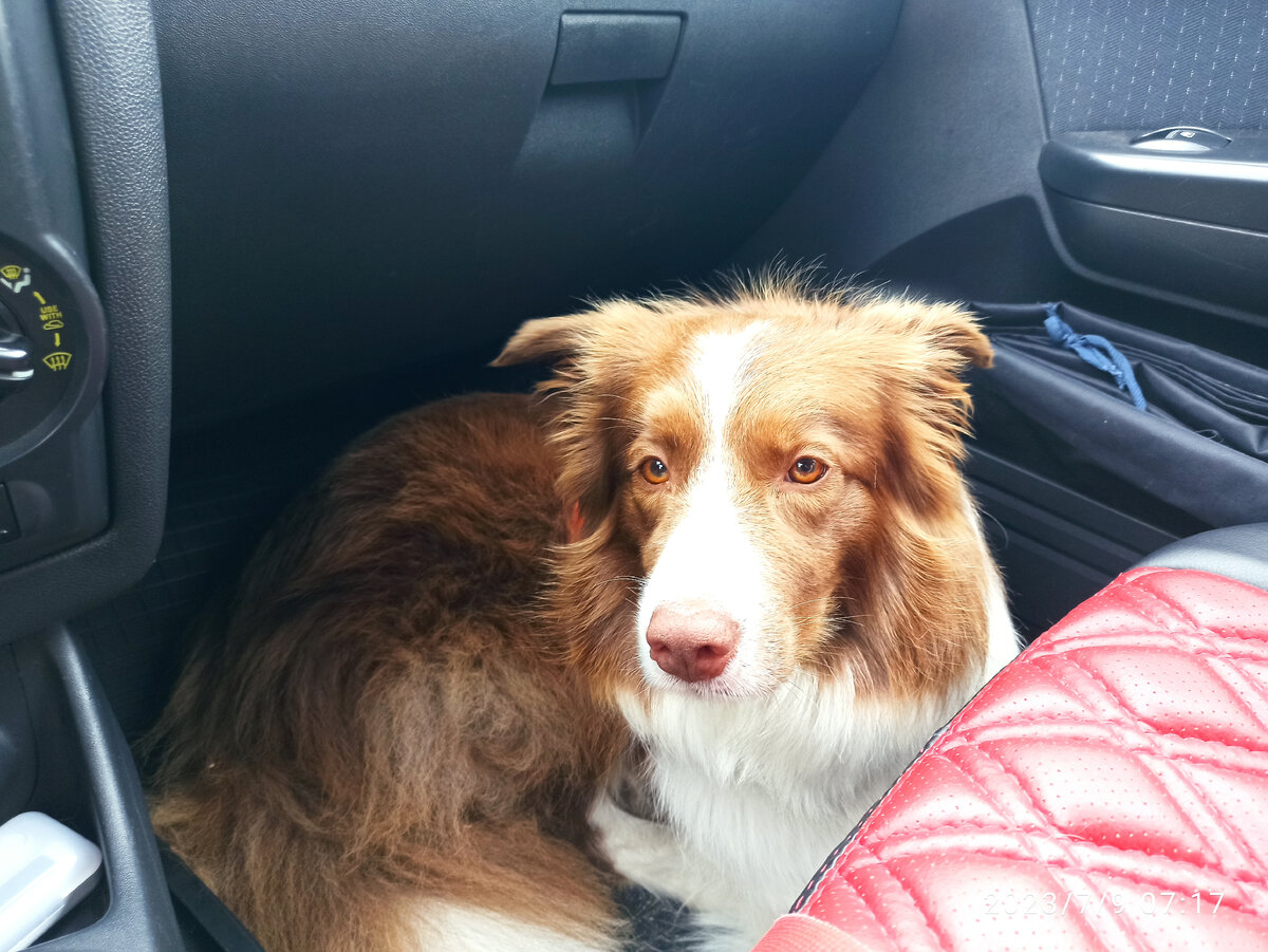 Йосика ещё сонная, но готовая к любой заварушке