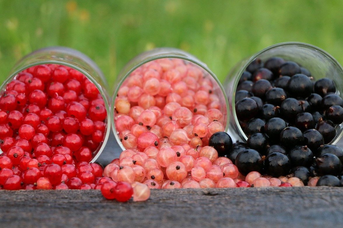     Прямо с куста! 13 рецептов десертов и напитков  из красной и черной смородины