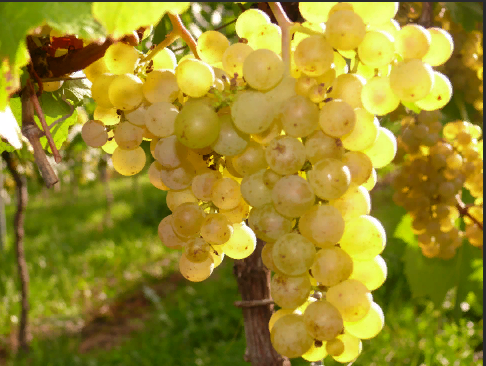 Взято из свободных источников. 