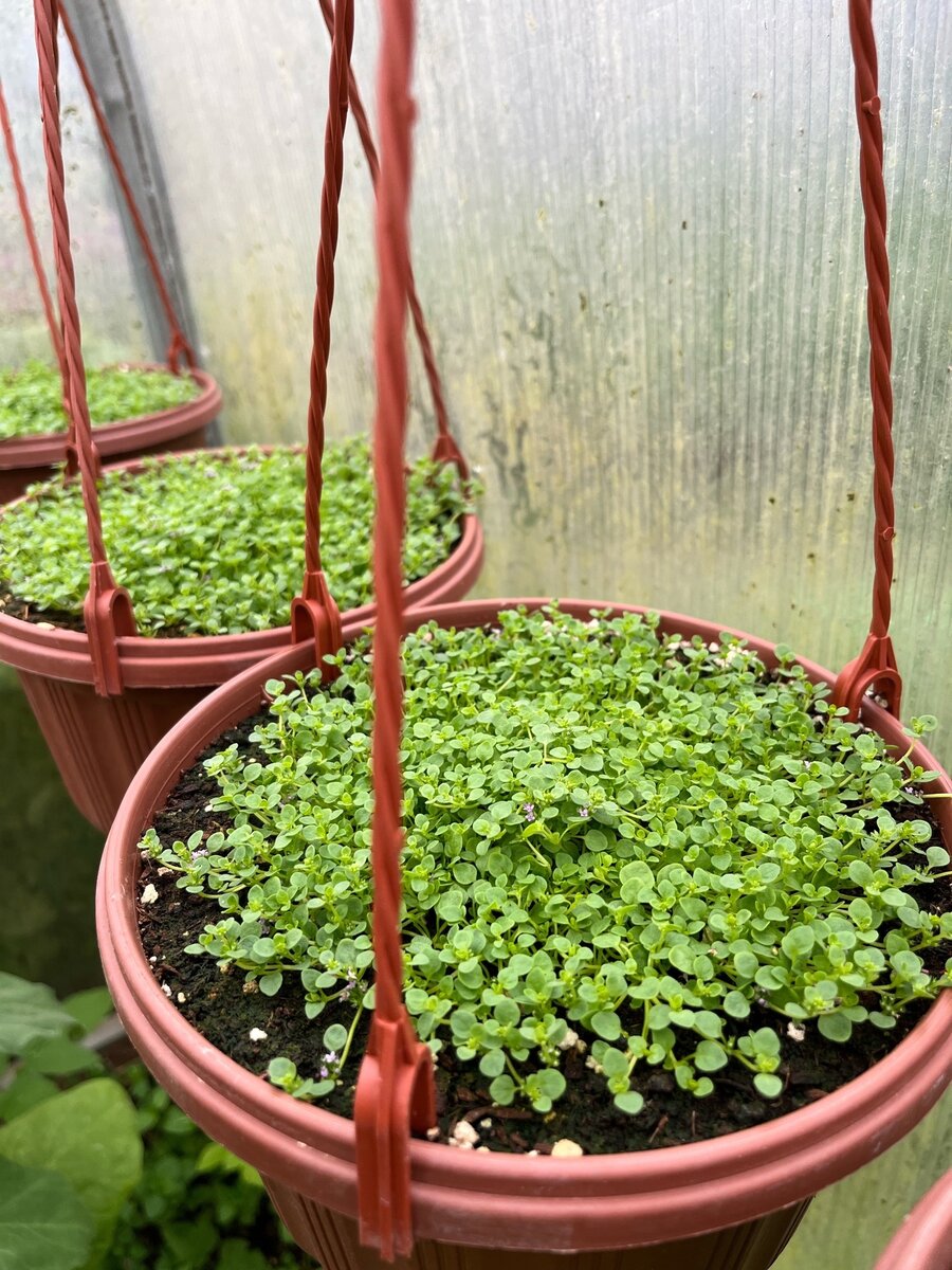 Малышки во всю разрастаются 