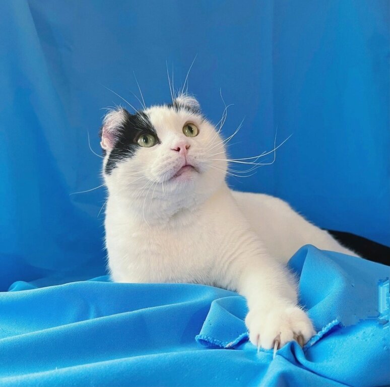 Самый добрый и замечательный котик Мурзик ждет-не дождется семью ...