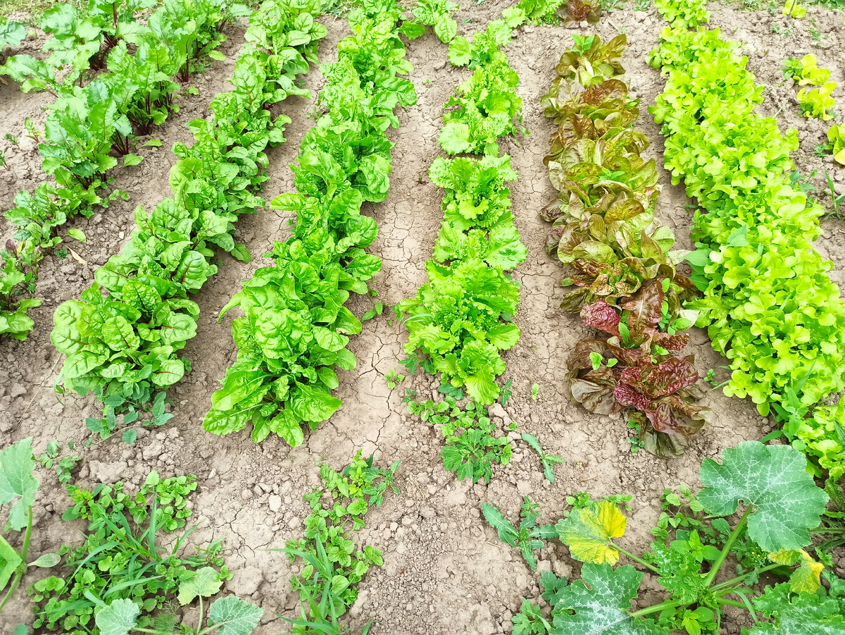 Как выращивать салат айсберг в домашних условиях. Посадка салата. Как садить салат. Как красиво посеять салат. Какие салаты посадить в огороде фото и название.