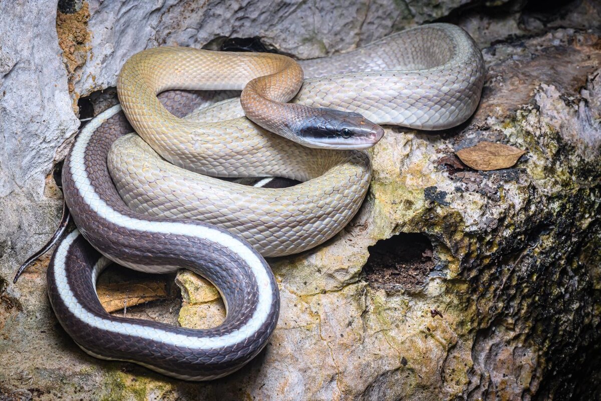 Змея 1 часть. Orthriophis Taeniura Taeniura "Calico".