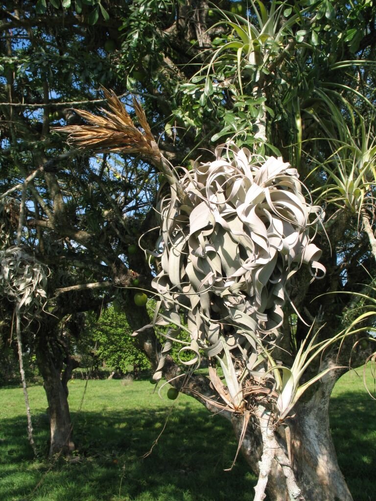 Tillandsia xerographica. Источник Википедия. 