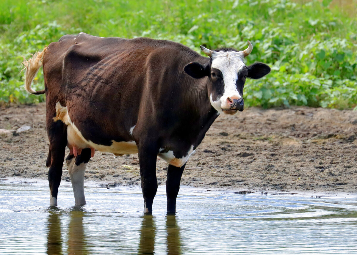 Коровы они тоже, как гуси, но только больше