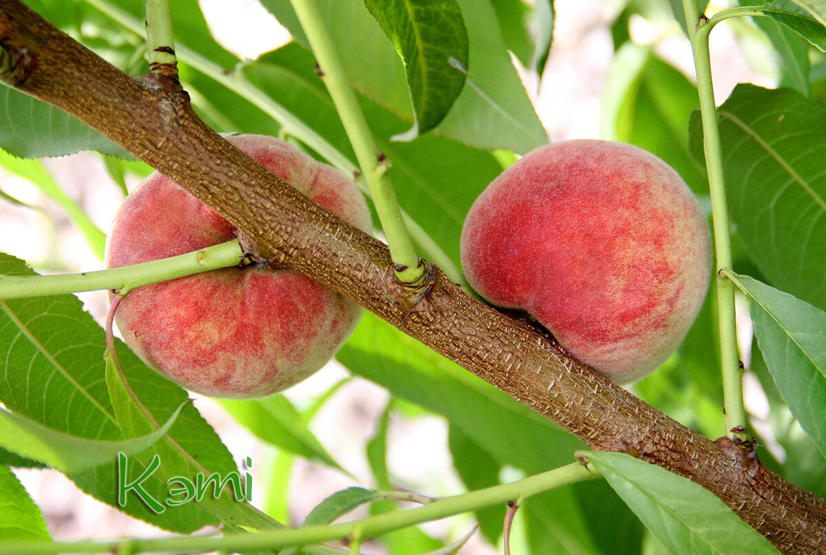 персик Greensboro вот вот созреет. 10 июля 2023 г.