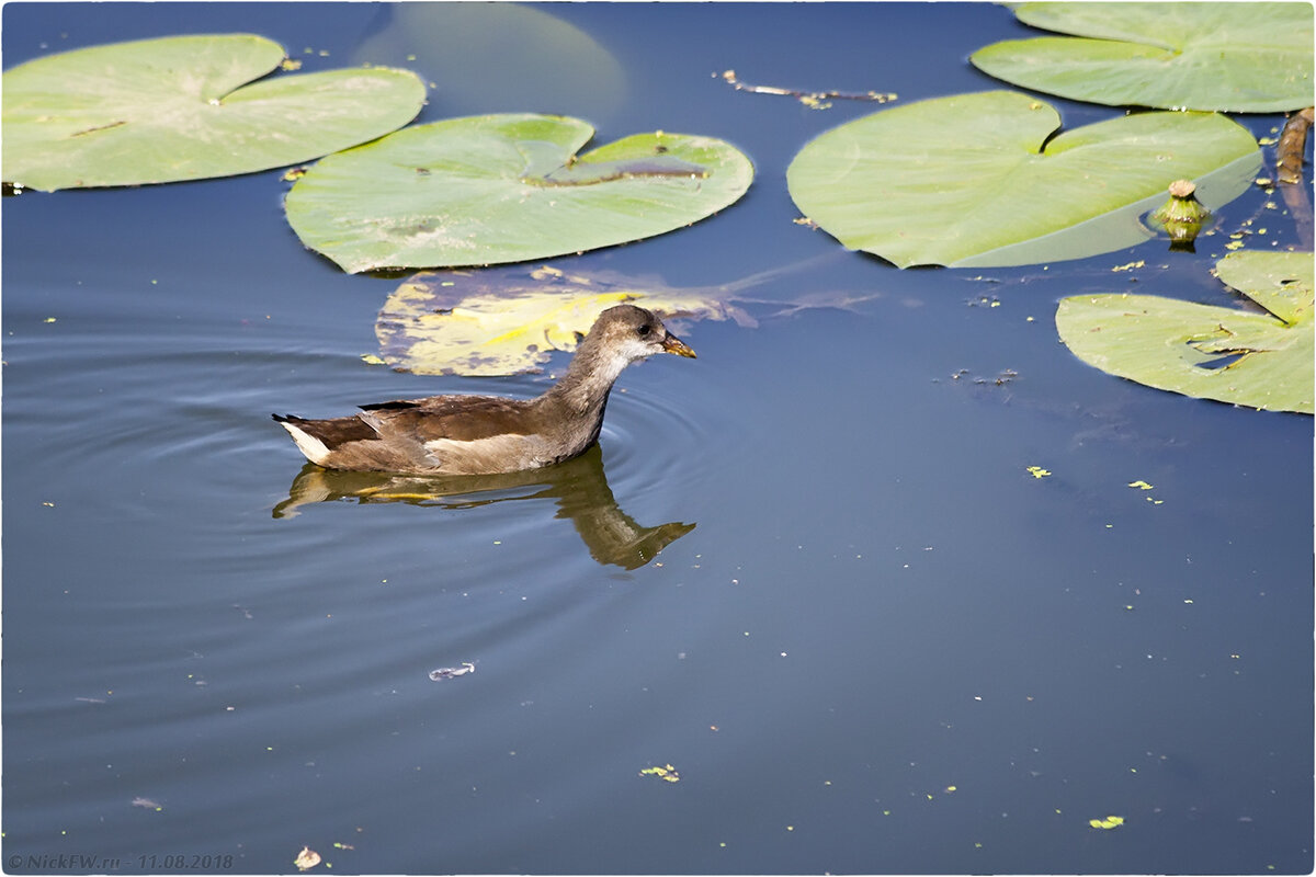 1. Молодёжь камышницы © NickFW.ru - 11.08.2018г.