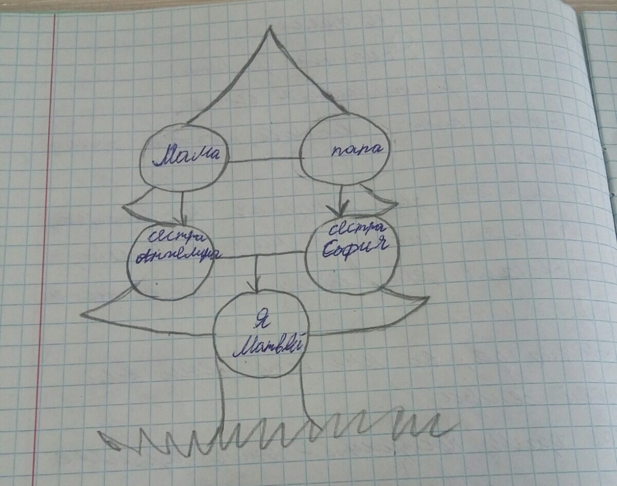 Родословная в виде схемы