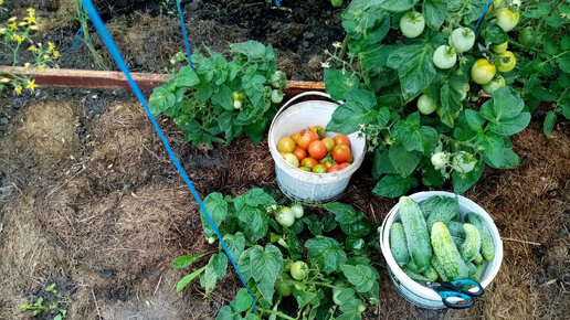 Собираю Скромный🌞 УРОЖАЙ 🍅🍅🍅Помидор и 🥒🥒🥒Огурцов в Теплице!!! 👍👍👍. 14 июля 2023г.💖