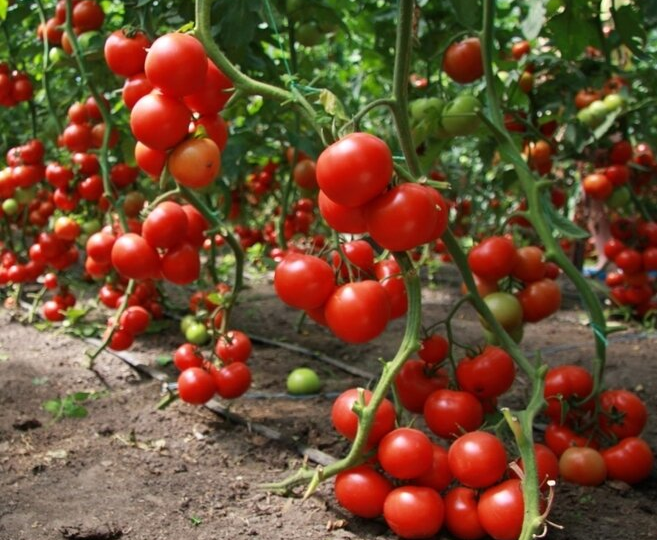 Из года в год поливаю этим раствором помидоры и каждый год с богатым урожаем