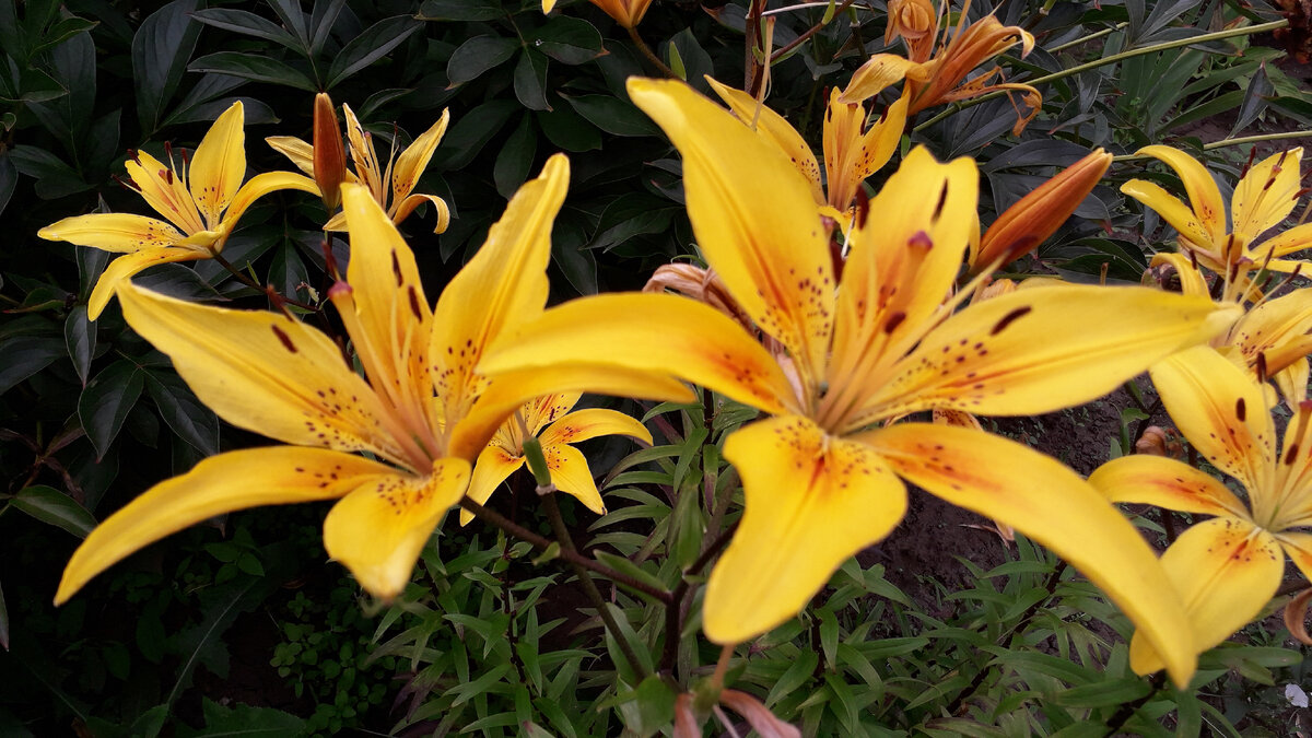 Дарю вам солнышко! Хотела в посте, но, почему-то, в пост фотографии не загрузились 🤷‍♀️