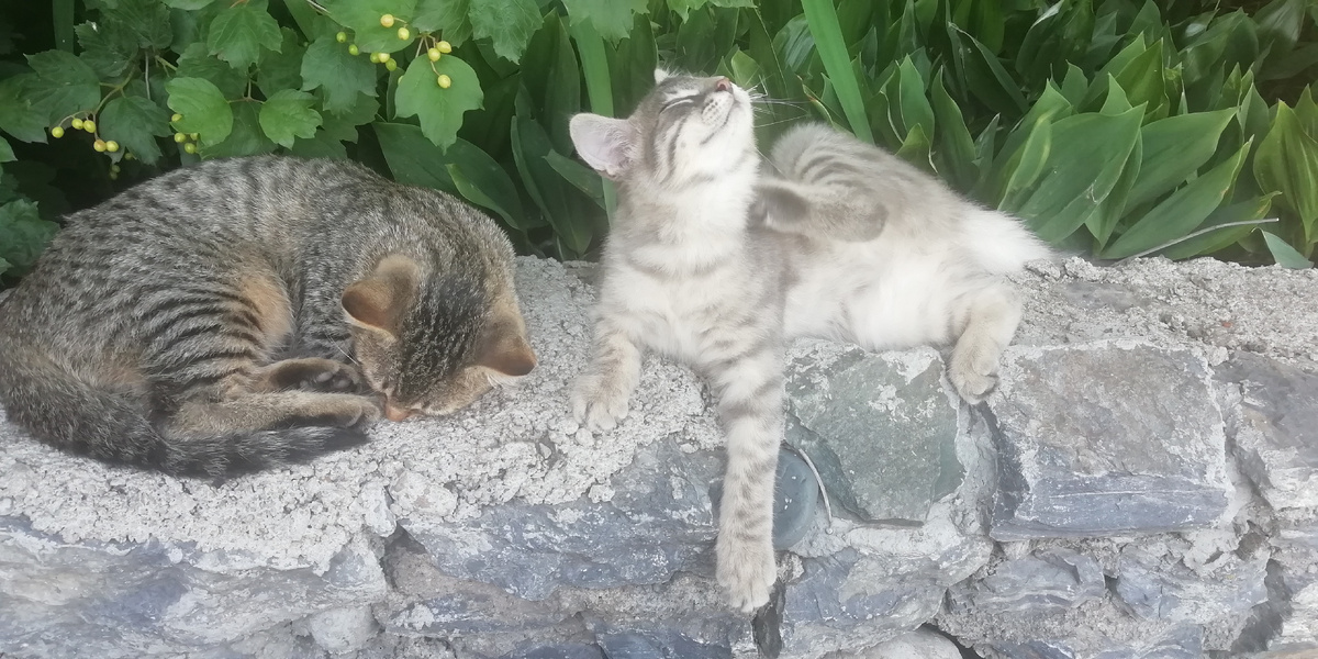 Жизнь - кайф! Рябчик и Пуш 