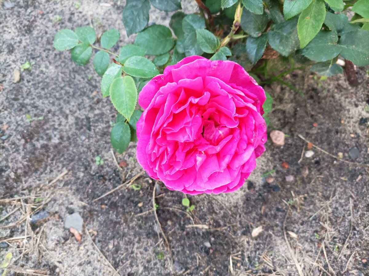 Розочка для внимания