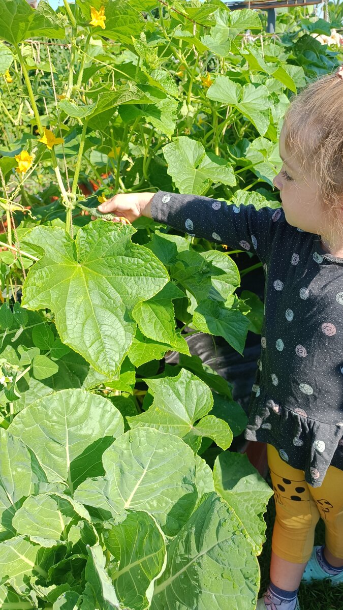 Раньше пренебрегала обрывом пасынков, так как растила в неудобном месте, дети были слишком маленькие и времени на огород не оставалось