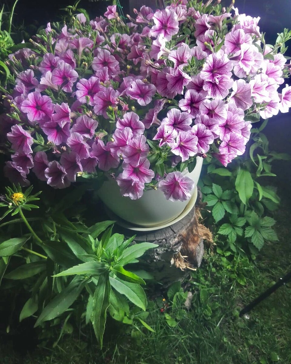 Петуния сорта "опера" окраса "малиновые жилки", действительно, смотрится эффектно, а в уходе довольно неприхотлива