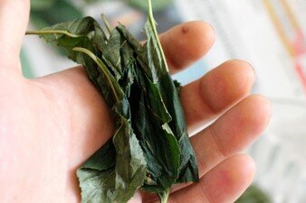 3.Скручиваем завяленные листы в ладошках и плотно складываем в стеклянную посуду. Накрываем влажной х/б или льняной салфеткой, чтобы листья не пересыхали и ставим на ферментацию при температуре 25 – 27*С. Периодически проверяйте, не пересохла ли ткань. Если пересохла, то снова её смочите. Ферментация листьев в среднем 6-8 часов. Важно «поймать» самый сильный запах (с опытом это будет получаться легко). Этот момент будет сигналом к окончанию ферментации.