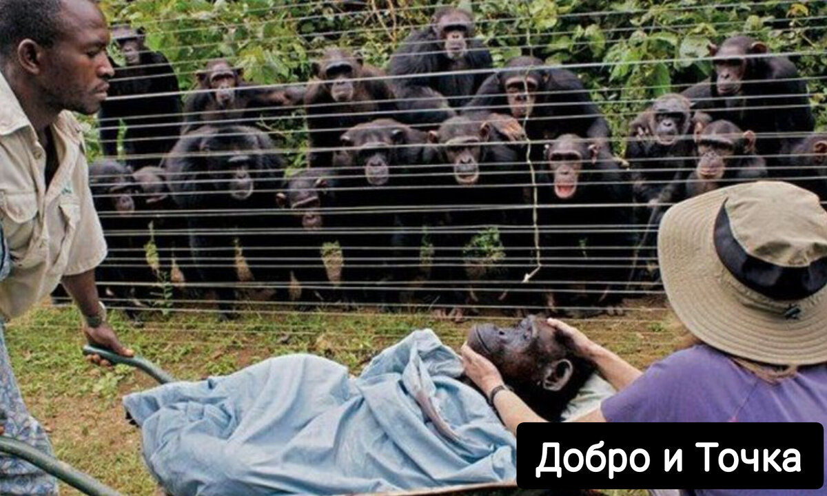 В центре спасения шимпанзе в Камеруне, шимпанзе по имени Дороти умерла от сердечной недостаточности. Что произошло дальше, было удивительно: ее друзья-шимпанзе обнялись в знак солидарности и торжественно наблюдали, как хоронили их друга.