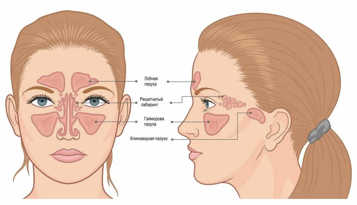 Носовые пазухи