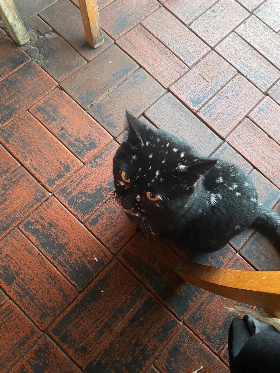 Пушистик в крапинку