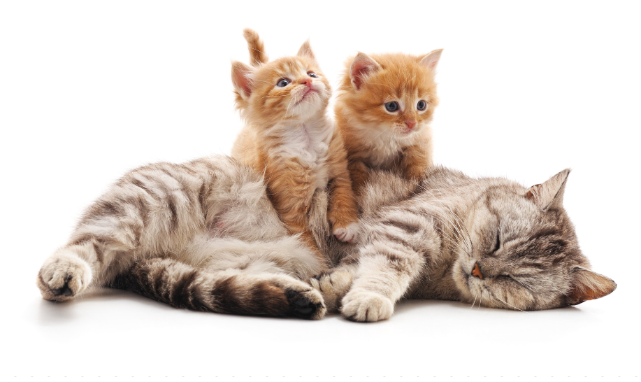 Кошка и котята. Фото: Canva