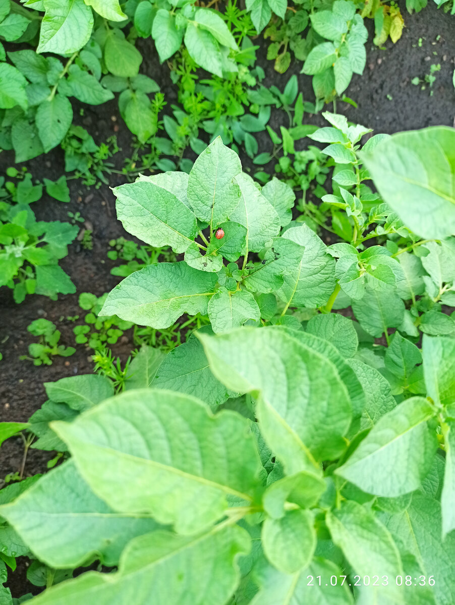 Вот он - вредитель огорода!