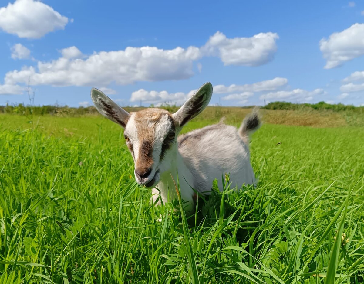 Здоровая Буся