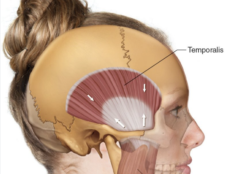 Височная мышца (Temporalis) 