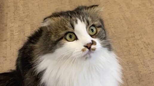 КУЗЯКА | Хорошо живет на свете КузяПух 🤗 | Дзен