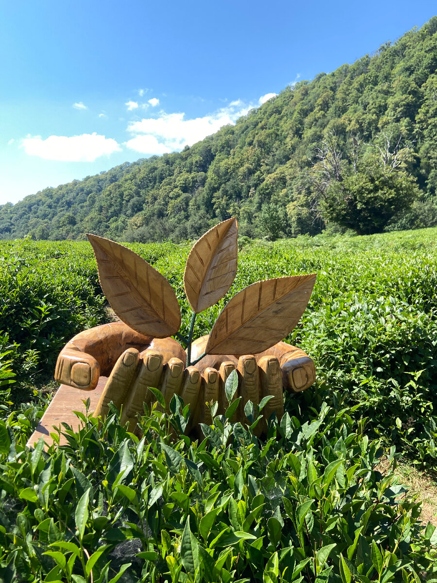 Чайные плантации