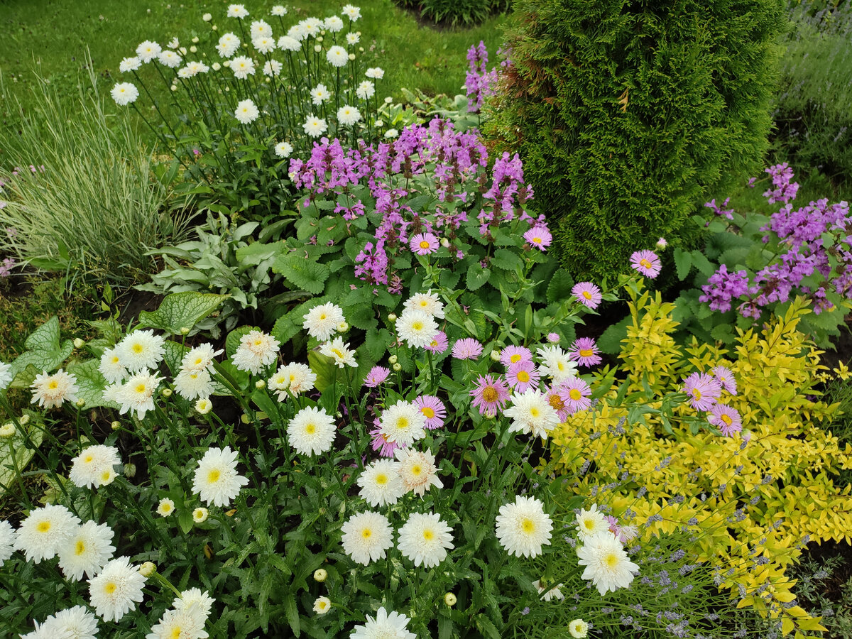 Королева дня - ромашка хризантемовидная! Как я ее обожаю ☺️