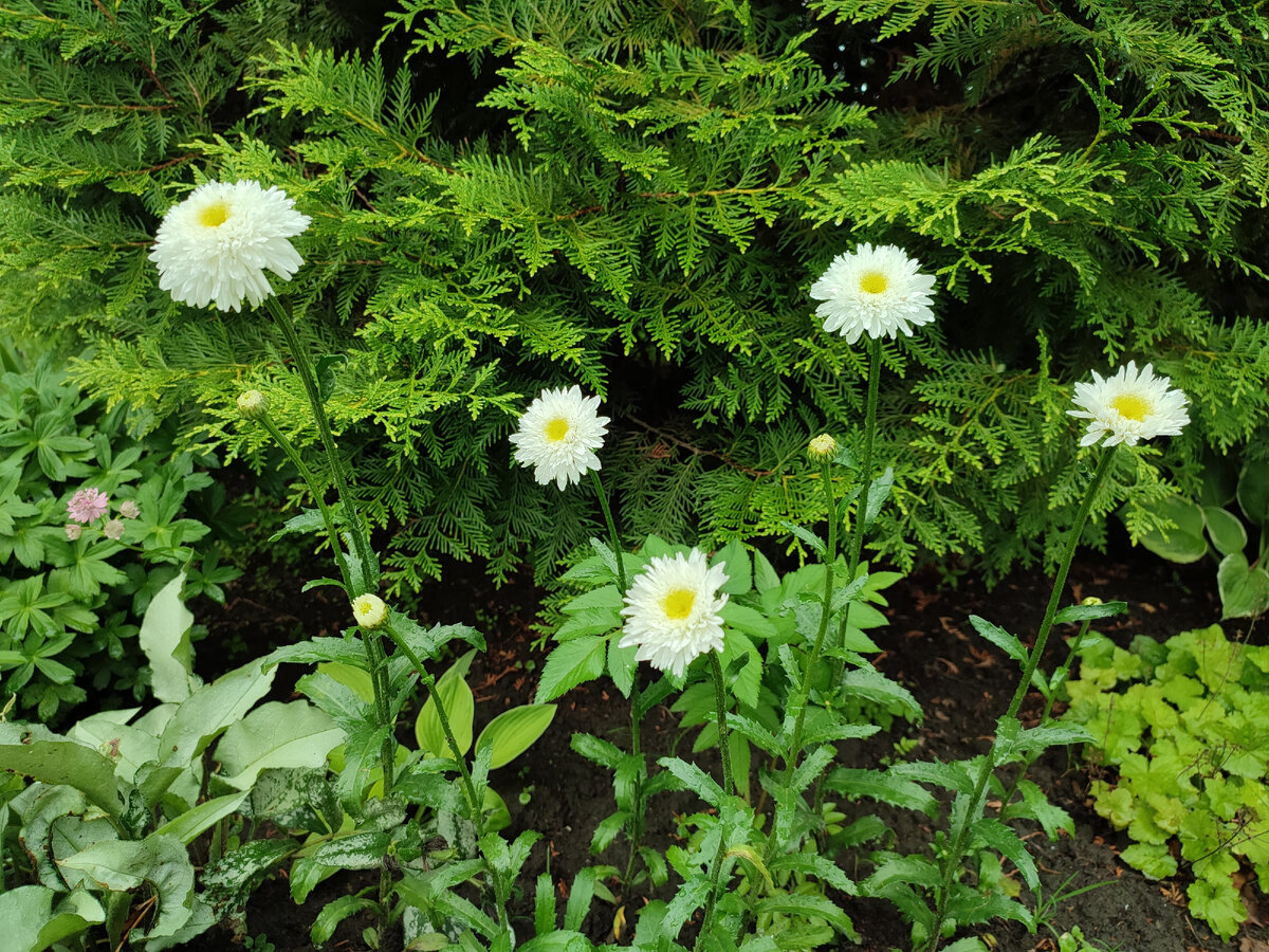 Здесь тую освежает своей белизной ромашка