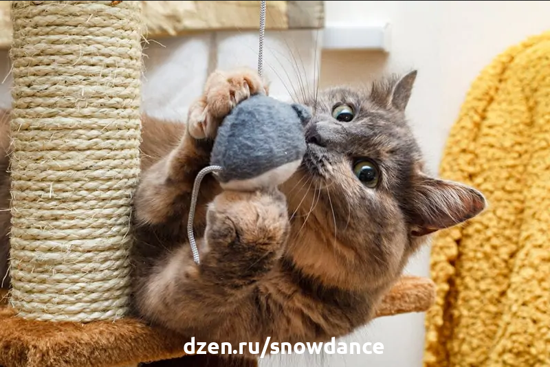 Возможности для развития интеллекта