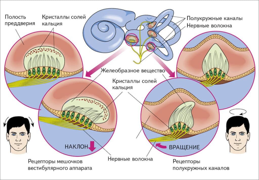 Как устроен и как работает вестибулярный аппарат. Источник - Яндекс. Картинки