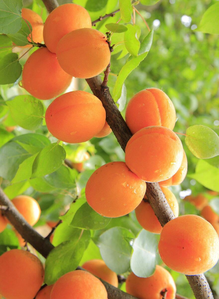 Apricots – абрикосы