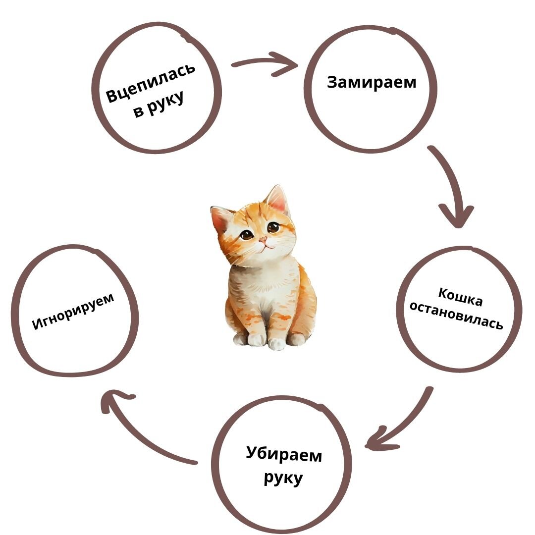 Если ваша кошка кусается – прочитайте эту статью | Алеся (не) ветеринар |  Дзен
