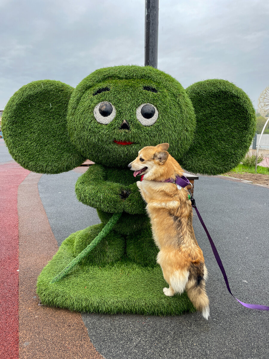 Шикарный пушистый хвостик Моняшки 🥰