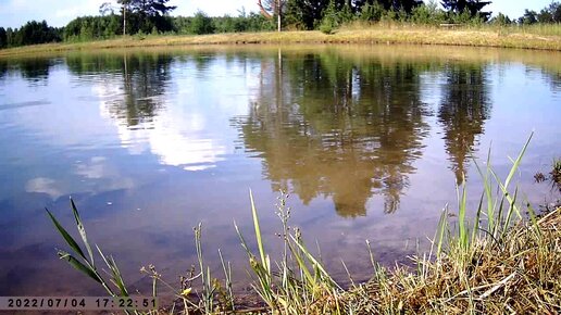 Рыба почуяла кукурузу в воде. Подходит кушать. Пруд с живой рыбой