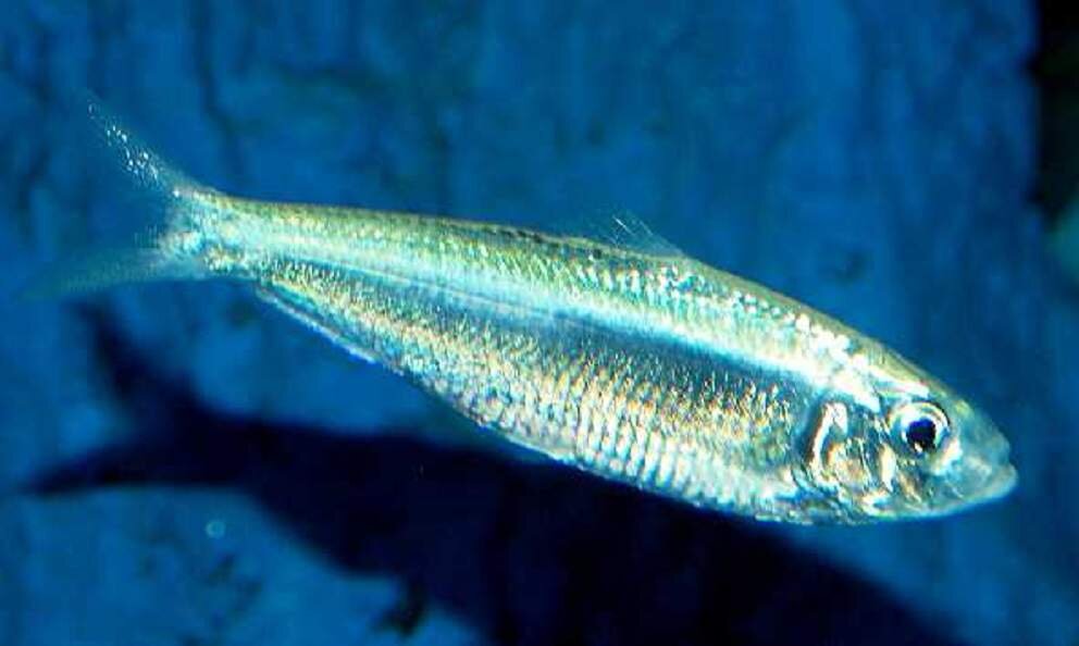 Абрауская тюлька (Clupeonella abrau).