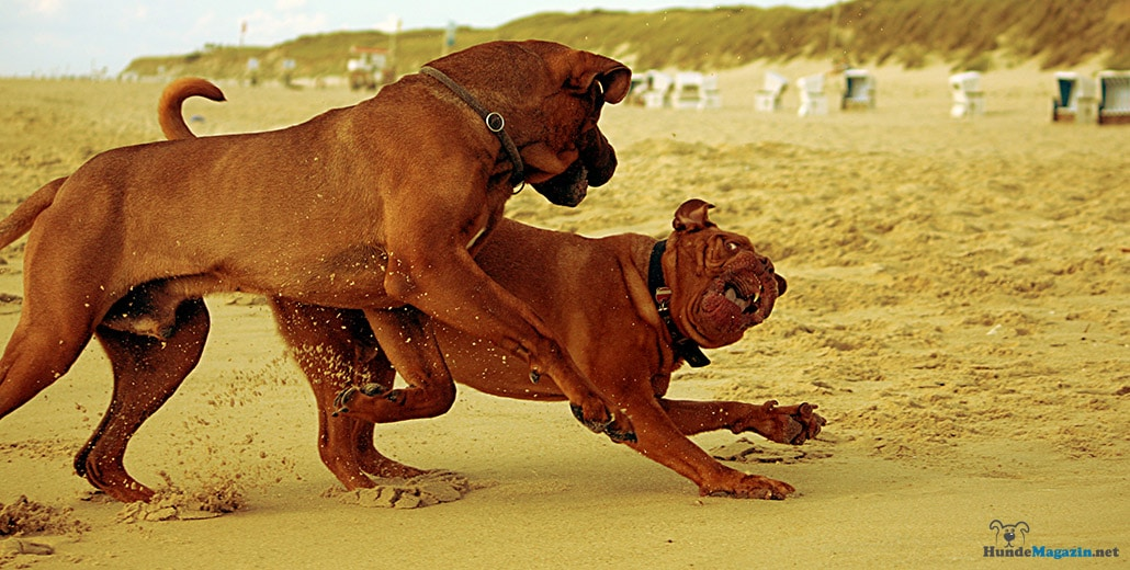 Так, а мы играем или дерёмся? Я не понял...