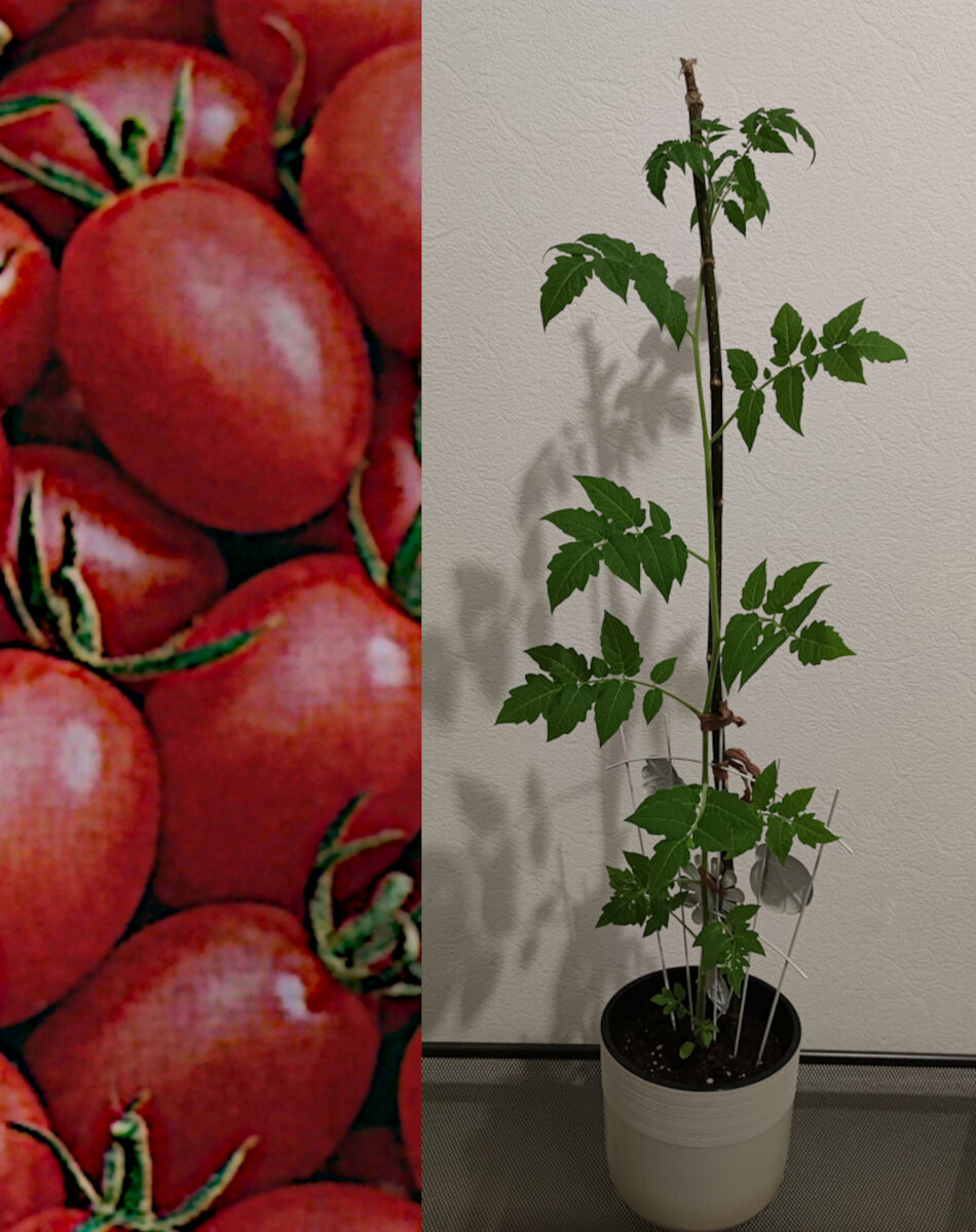 фото автора #томаткнопка