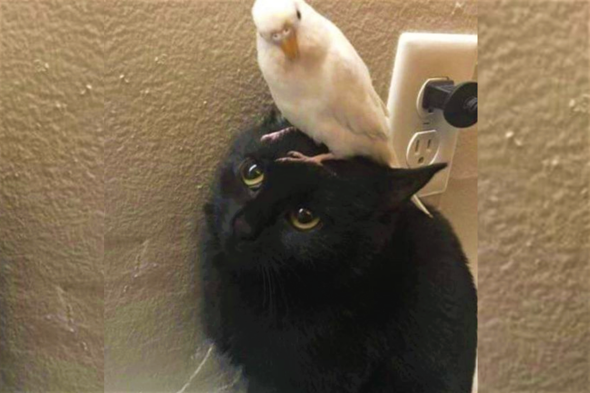 Когда проиграл попугаю в споре на желание